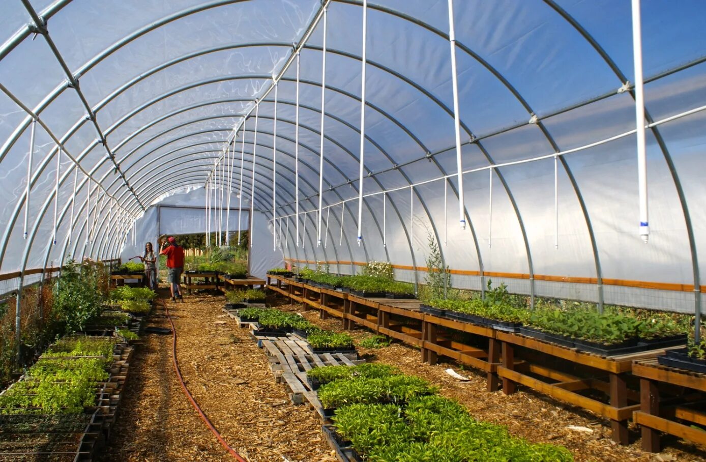 Можно ли поливать в теплице. Умная теплица Greenhouse. Teplici система орошения. Greenhouse Irrigation System. Тепличный поливные системы.