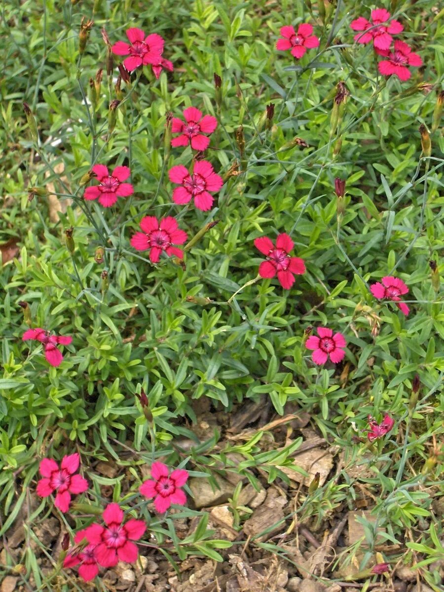 Гвоздика травянка (Dianthus deltoides). Гвоздика травянка Спленденс. Гвоздика травянка почвопокровная. Гвоздика травянка многолетняя. Гвоздика почвопокровная