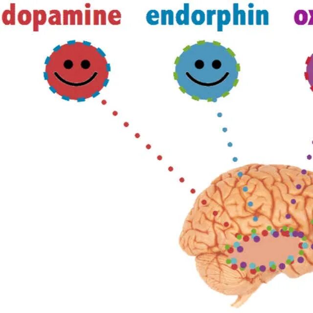 Эндорфины мозга. Эндорфин. Эндорфины в мозгу. Повысить эндорфины. Прилив эндорфинов.