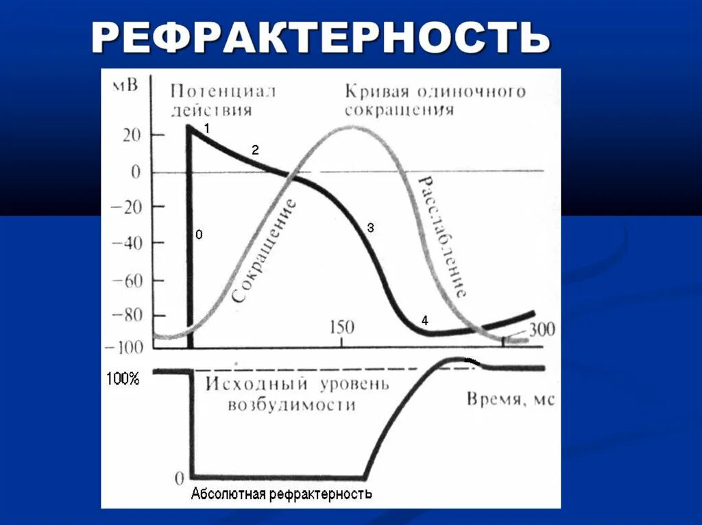 Фазы возбудимости сердечной мышцы. Фазы изменения возбудимости сердечной мышцы. Динамика возбудимости миокарда. График возбудимости сердечной мышцы. Время пд