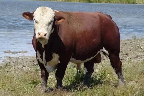 Мен байқаусызда порно видеоға түсіп қалдым.