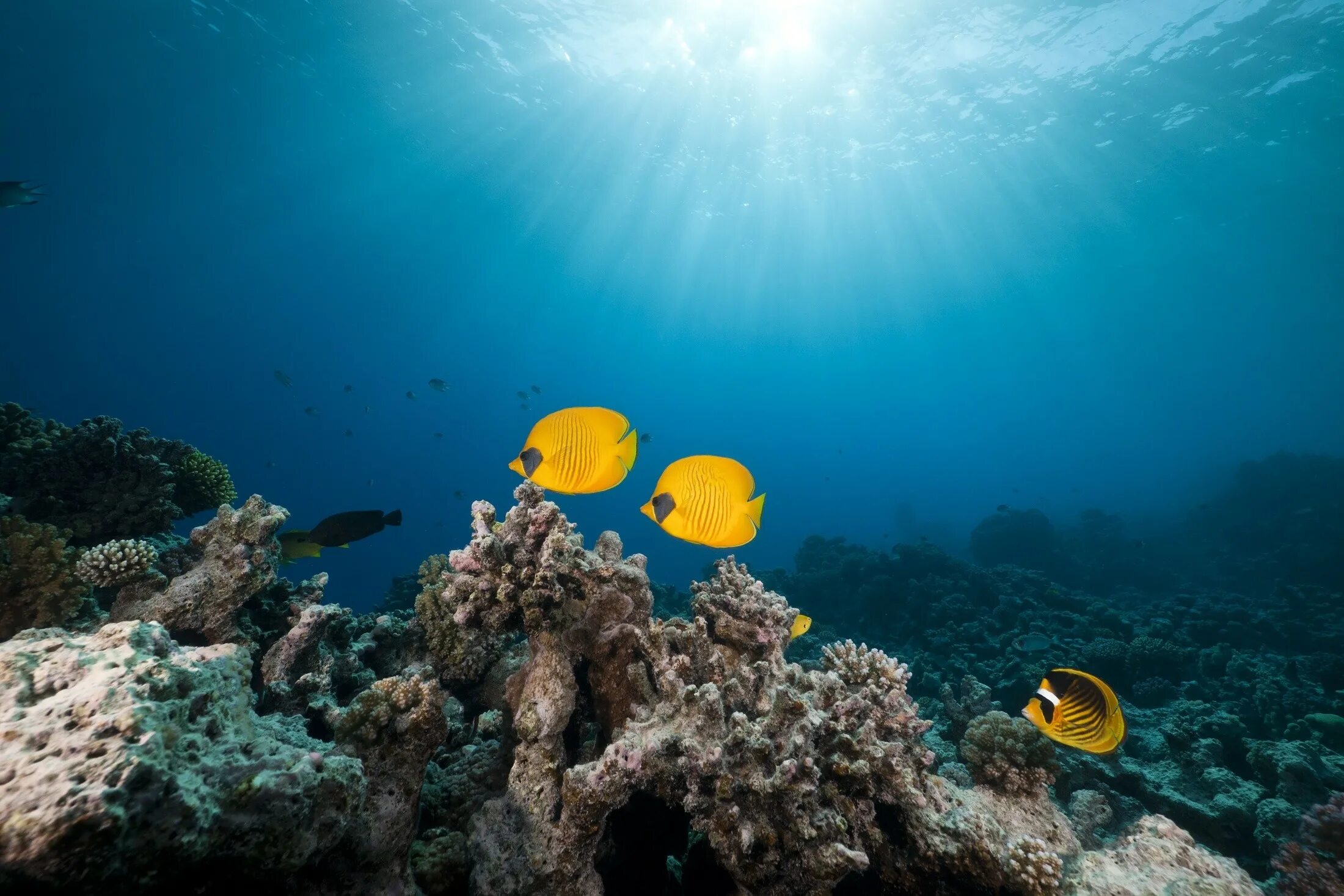 3 дня в океане. Морское дно. Море под водой. Дно моря. Подводный мир красного моря.