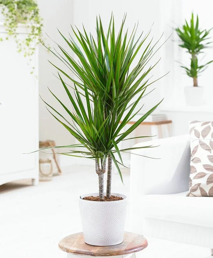 Dracena obrzeżona, smokowiec (Dracaena marginata) należy do rodziny szparagowaty