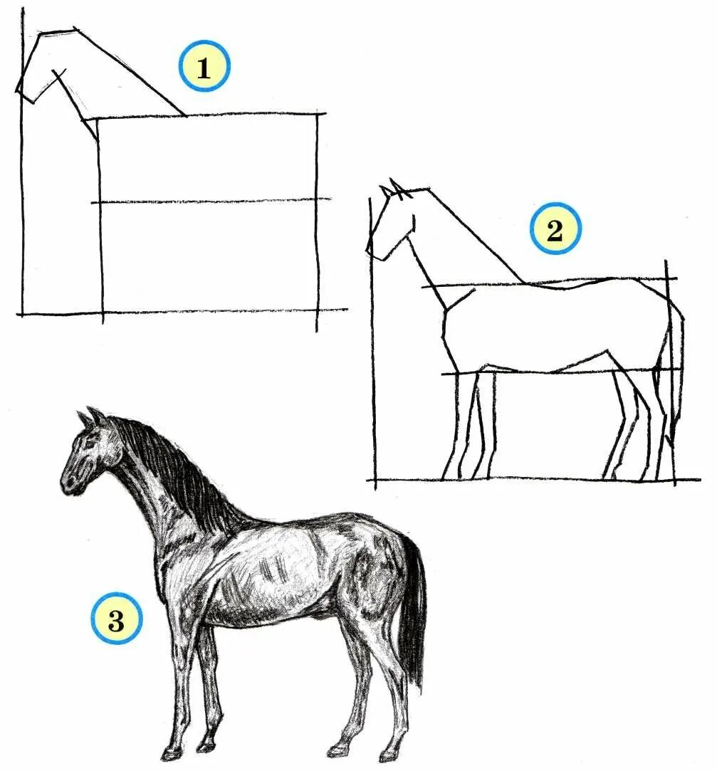 Рисуем лошадь поэтапно. Лошадь рисунок карандашом. Схема рисования лошади. Лошадь рисунок пошагово. Поэтапный рисунок коня.