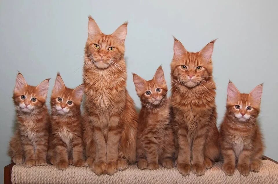 Кот в разном возрасте. Мейн-кун. кошка мейн кун. рыжие мейн куны котята. сибирский мейн кун рыжий.