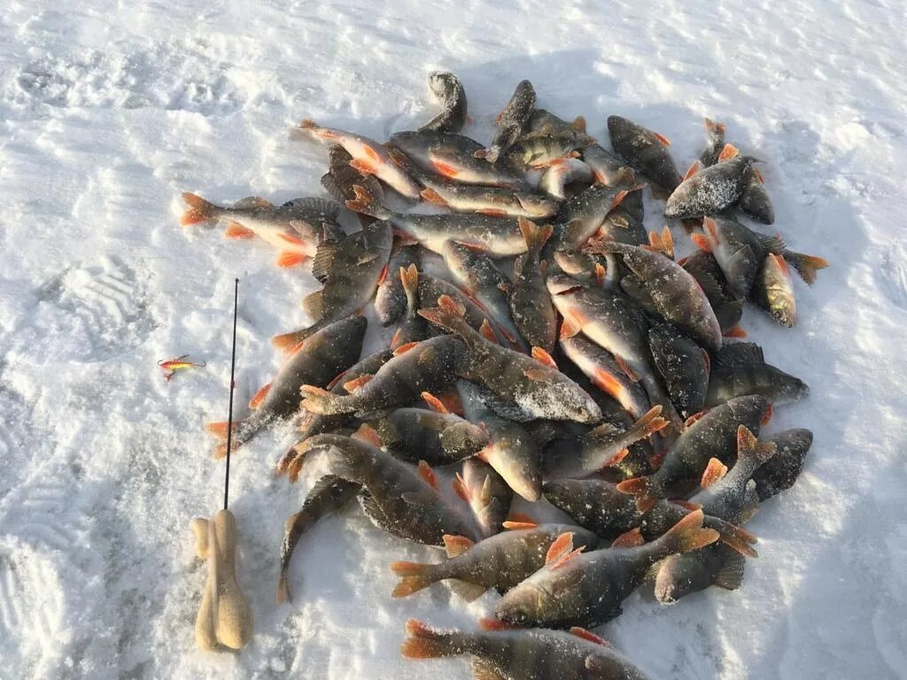 окунь зимой. рыбалка зима 2020 видео. зимняя рыбалка 2021 год. окунь улов зима. зимняя рыбалка 2021-2022.