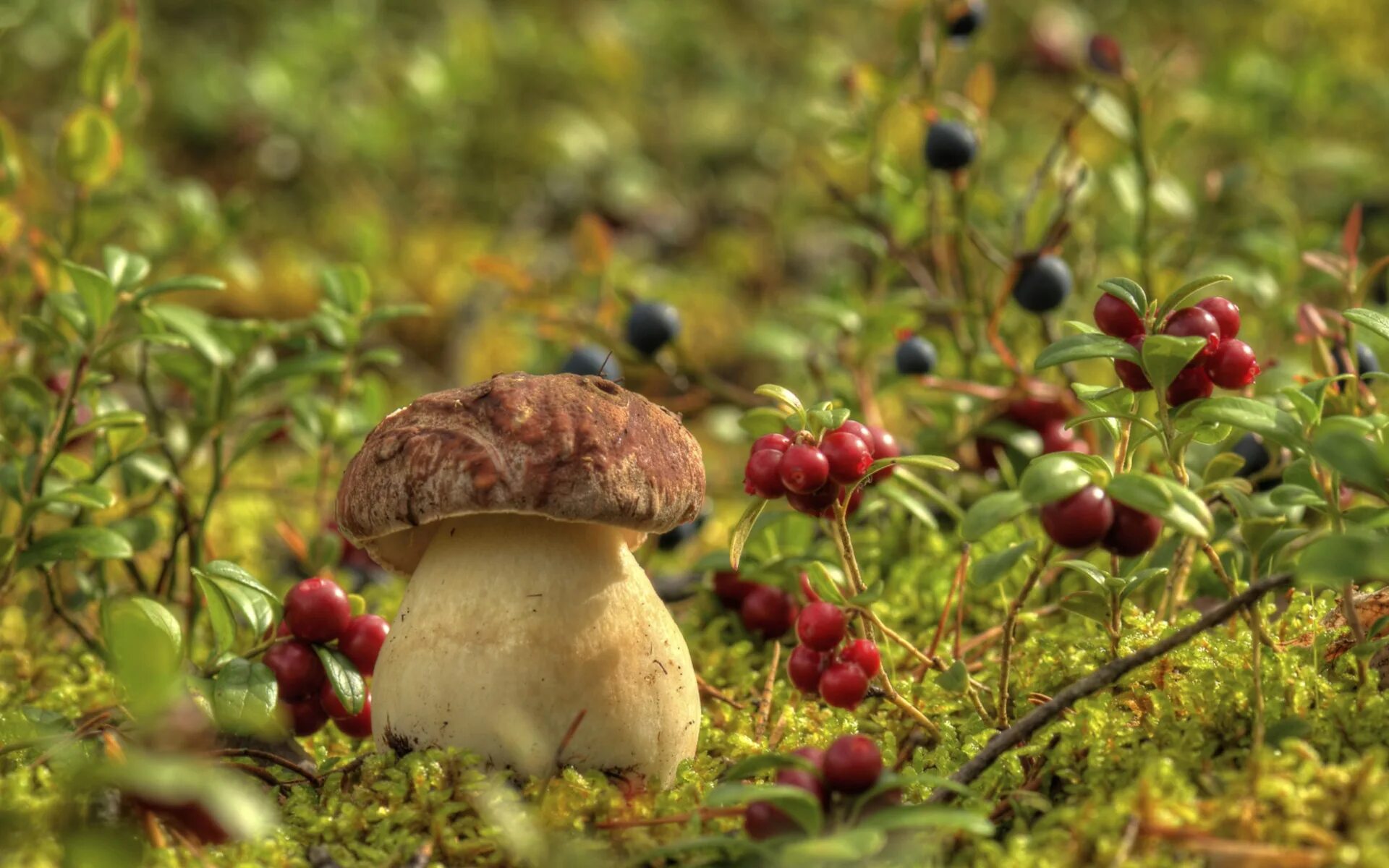 Мир природы грибы. Лесные грибы боровики. Осень грибы. Ягоды в лесу. Осенние ягоды в лесу.
