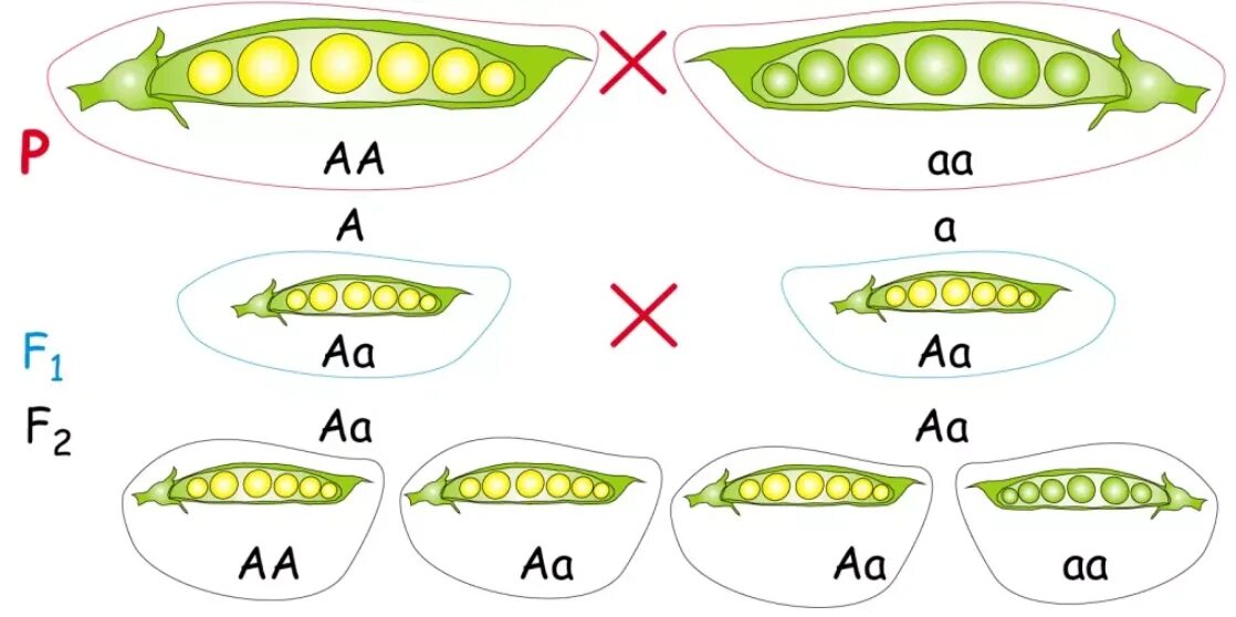 Наследственность горох. Грегор Мендель генетика горох. Горох Менделя схема. Метод Менделя с горохом. Схема скрещивания гороха Мендель.