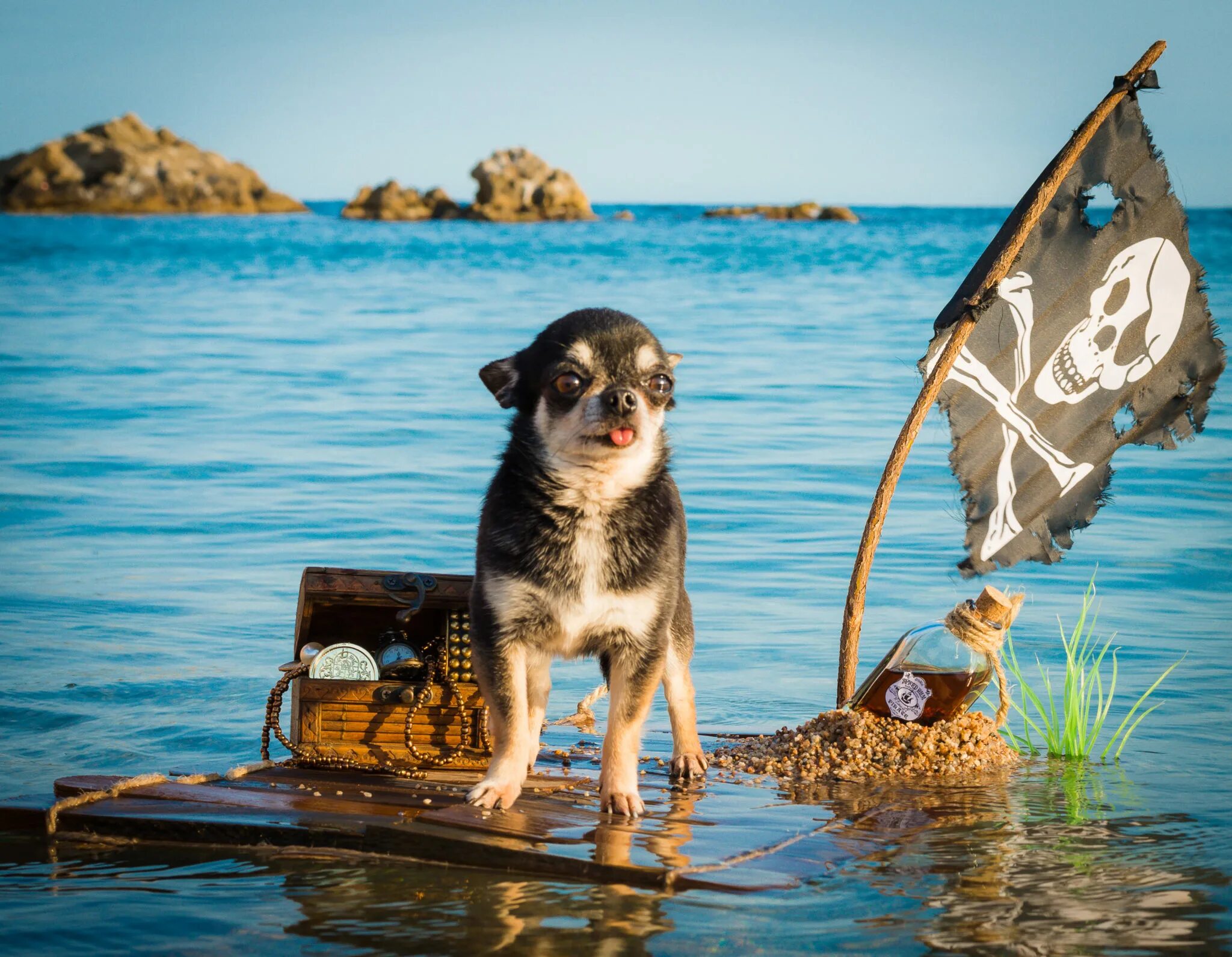 Веселое морская 1. Собака на море. Животные моря. Собака на пляже. Отпуск собака на море.