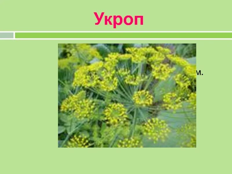 Укроп стихи. Загадка про укроп. Укроп презентация. Строение укропа. Загадка про укроп для детей.