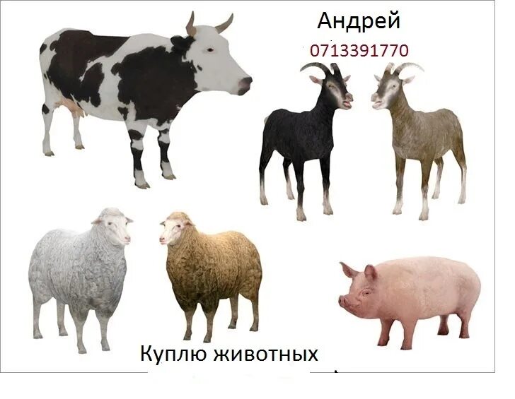 Корова свинья коза. Коровы овцы козы. Корова овца лошадь. Баран корова лошадь. Корова коза овца свинья