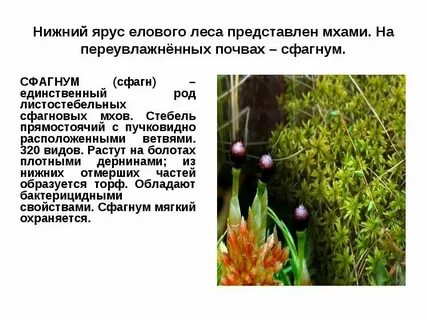 Диаметр нижнего яруса