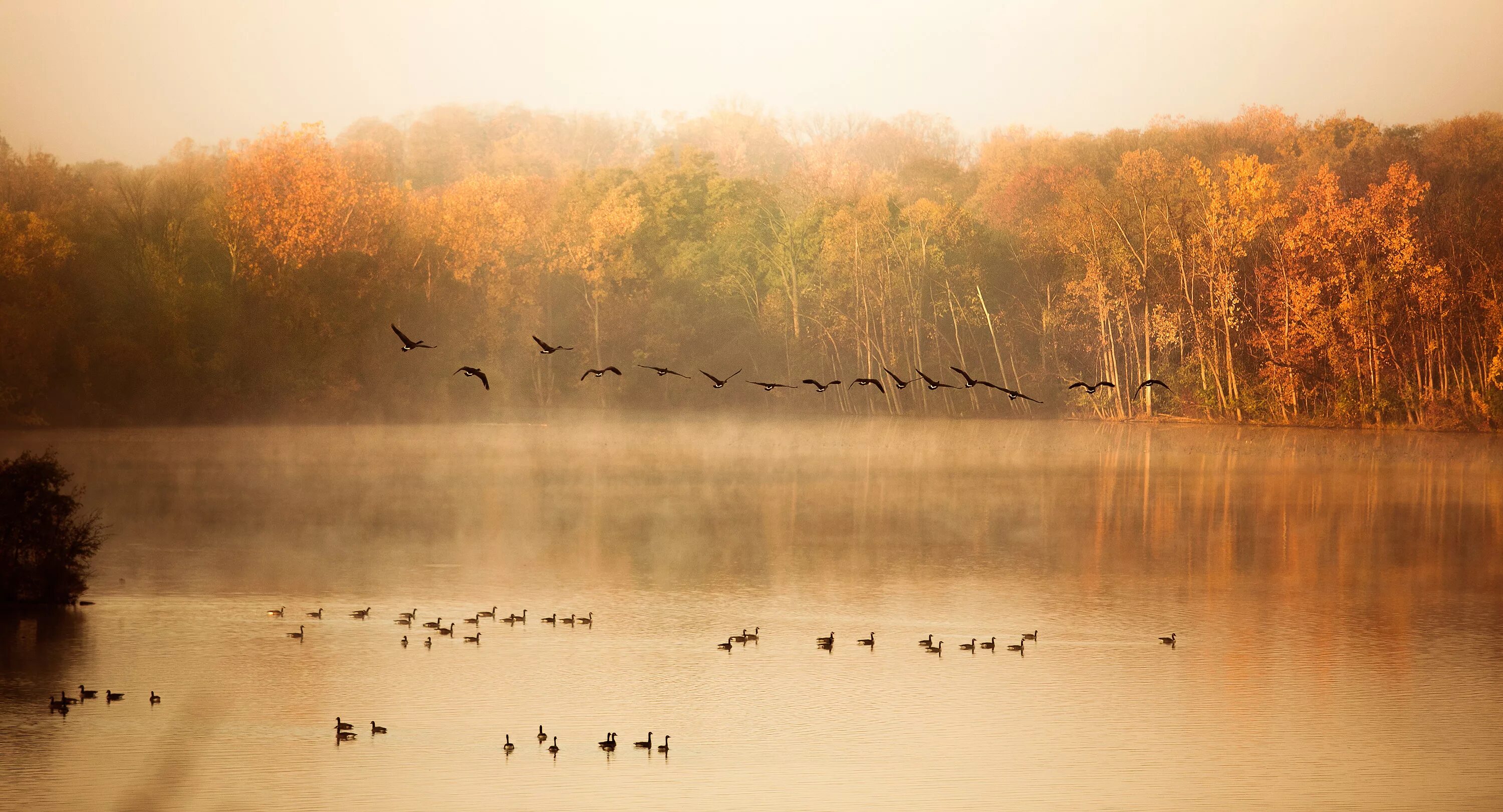 Осень птицы улетают. Осенний пейзаж с журавлями. Птицы улетают на Юг. Птицы в тумане.