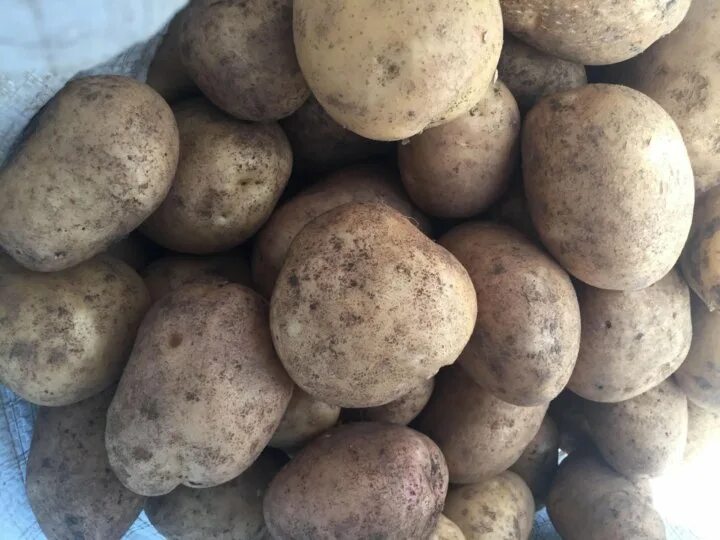 картошка во сне. картофель во сне к чему. сон картошка крупная. картошка сонник к чему. приснилась картошка.