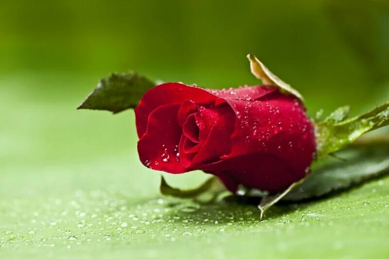 я тебя люблю картинки мужчине. гифки я не могу без тебя. картинки с надписью я не могу без тебя. милая без тебя любимая. фото я не могу без тебя.