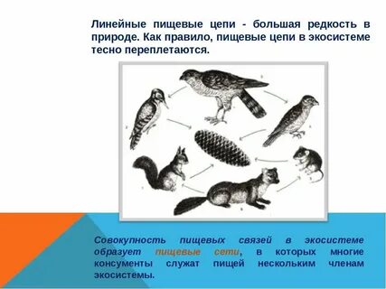 Пищевые связи в экосистеме 11 класс