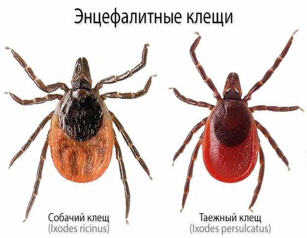 Как определить энцефалитного клеща