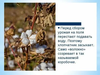 Экохлопка сообщение 5 класс