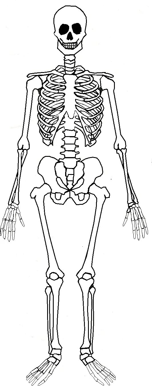 Скелет человека эскизы. Скелет, skeleton анатомия. скелет карандашом. скелет человека рисунок поэтапно. скелет рисунок карандашом.
