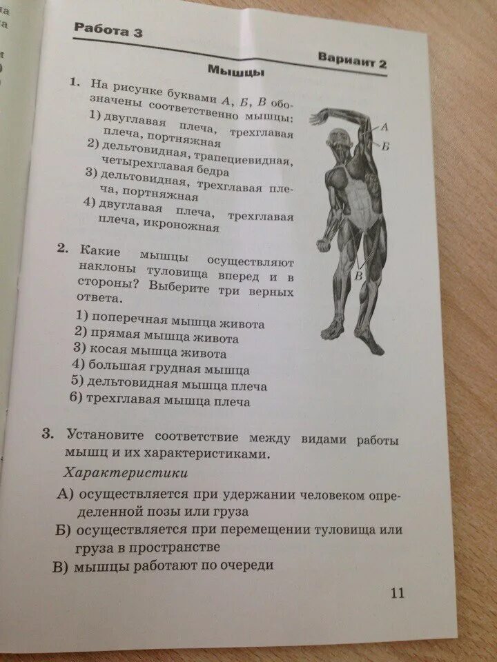 Диагностическая по биологии 8 класс. Тест по теме мышцы. Тесты по биологии 8 класс. Биология 8 класс тесты. Тест по теме мышцы 8 класс биология.