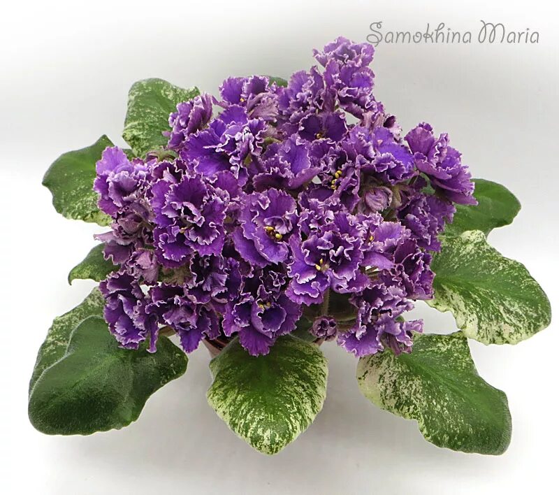 Фиалка аметист. Фиалка аметист. Фиалка вв аметист. Фиалка вв аметист. Фиалка вв аметист.