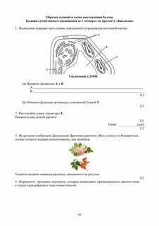 Соч биология 9 класс 3 четверть