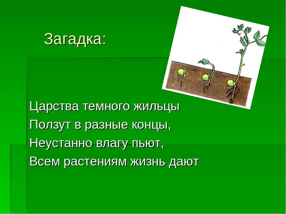 Загадки про растения по биологии. Загадки на тему органы растений. Загадки про биологию. Загадки про растения. Загадка про траву