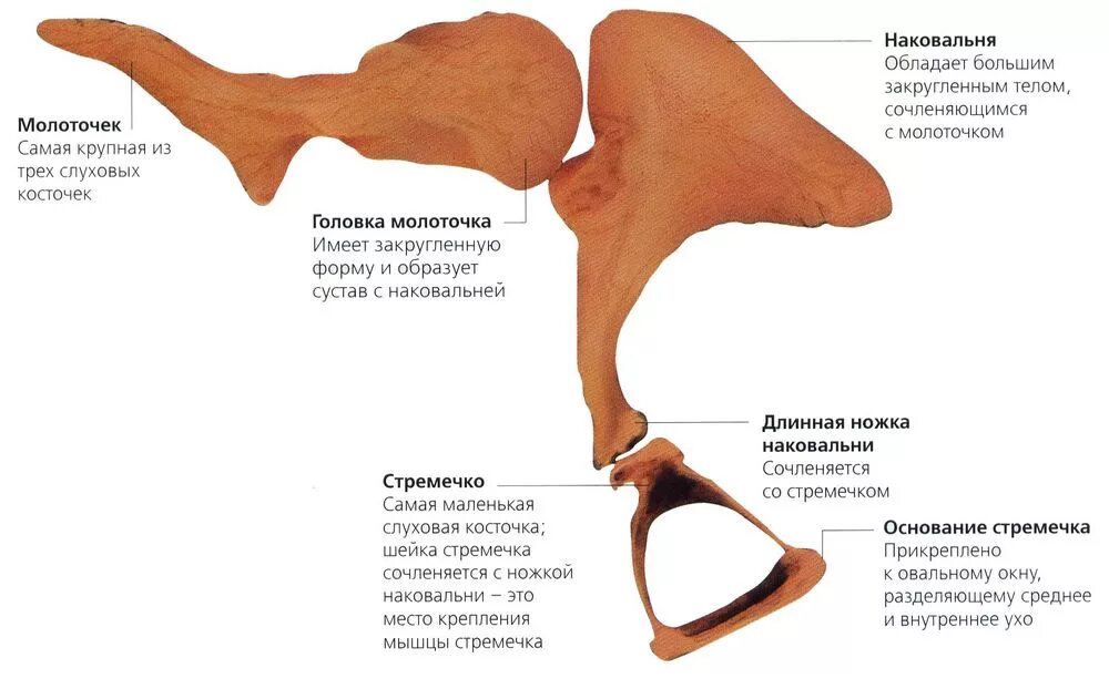 Какая функция слуховых косточек