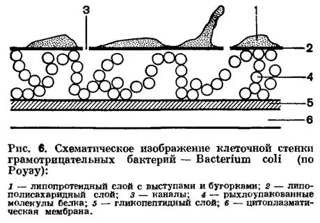 Стенка клетки рисунок