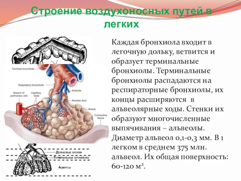 Терминальные бронхиолы. Терминальные бронхиолы строение. структуры воздухоносных путей. особенности строения воздухоносных путей. схема воздухоносных путей.