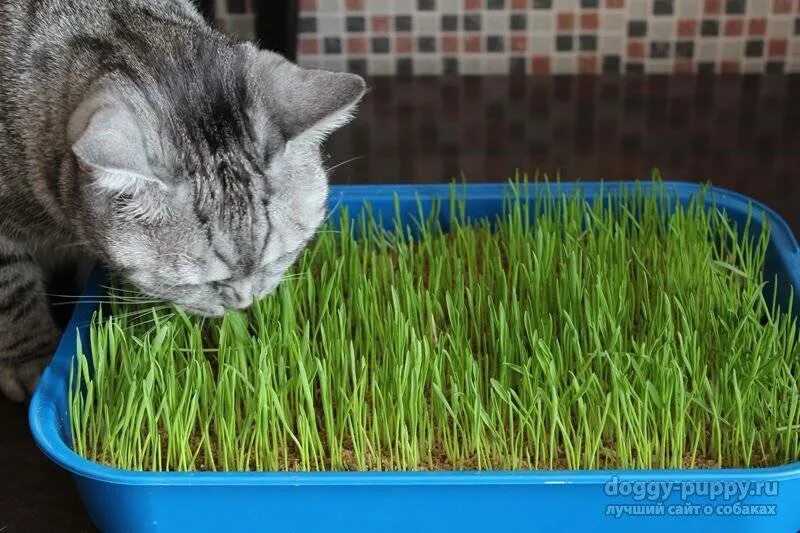 Трава подстрижена жареный. Травка для кошек. Травка для кошек пророщенная. Трава для котов в горшке. Травка для кошек семена.