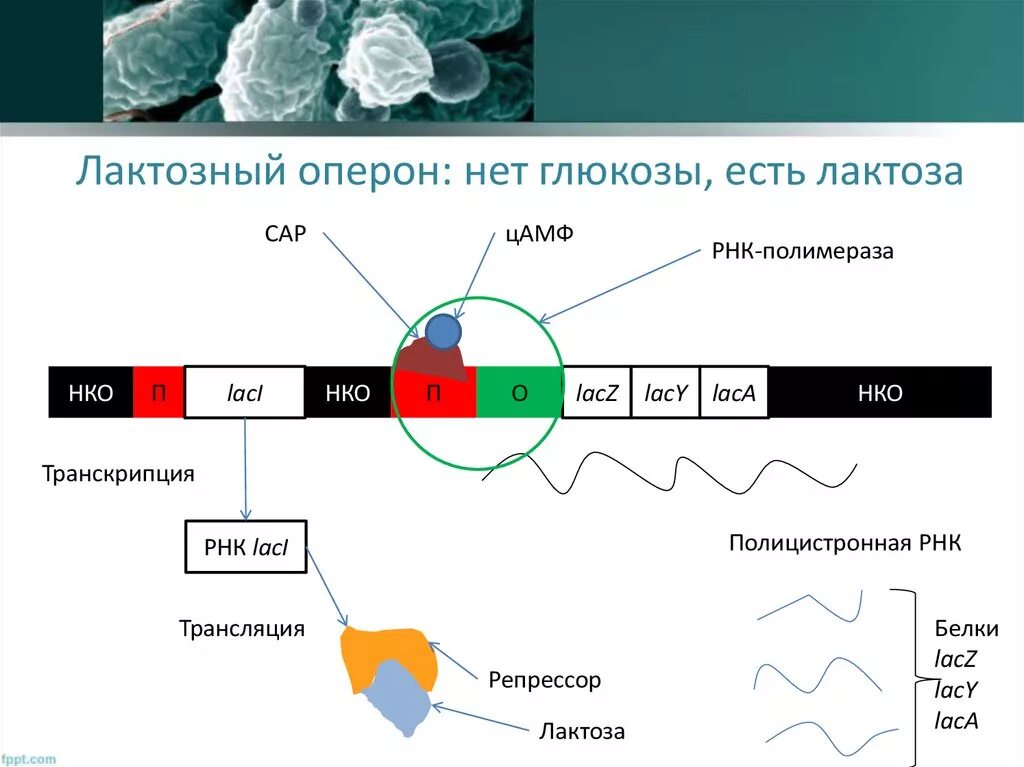 Лак оперон. Схема строения лактозного оперона кишечной палочки. регуляция лактозного оперона кишечной палочки. лактозный оперон кишечной палочки строение. строение и функционирование лактозного оперона.