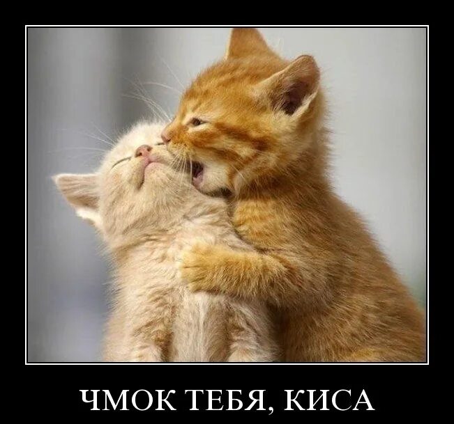 Обнимаю тебя и целую очень сильно. Целую обнимаю. целую тебя. котик я тебя люблю. котенок кусается.