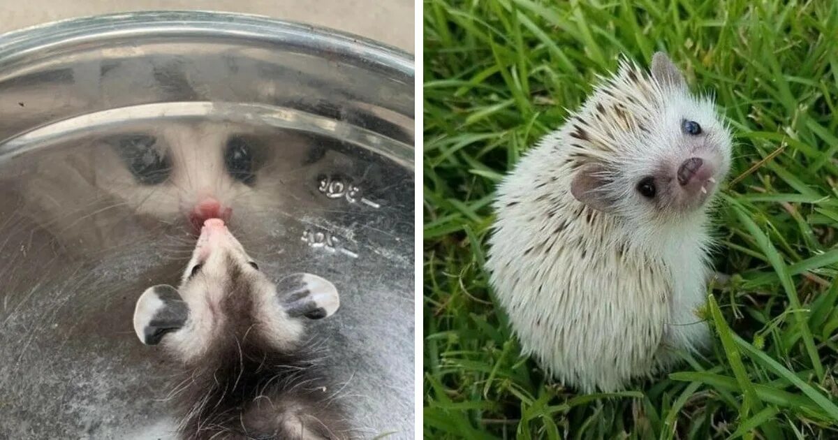 размер крошечный. карликовый кускус животное. размеры xs s m. размер крошечный. размеры от маленького до большого.