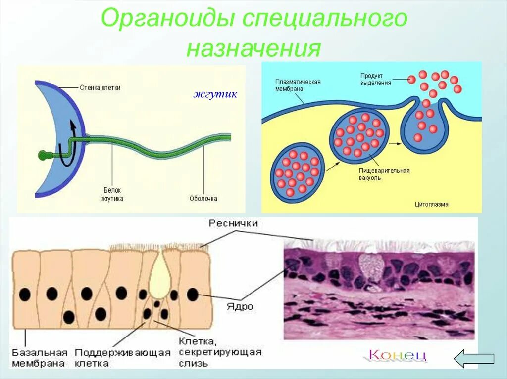 В каком органоиде меняется кислотность. В каком органоиде меняется кислотность