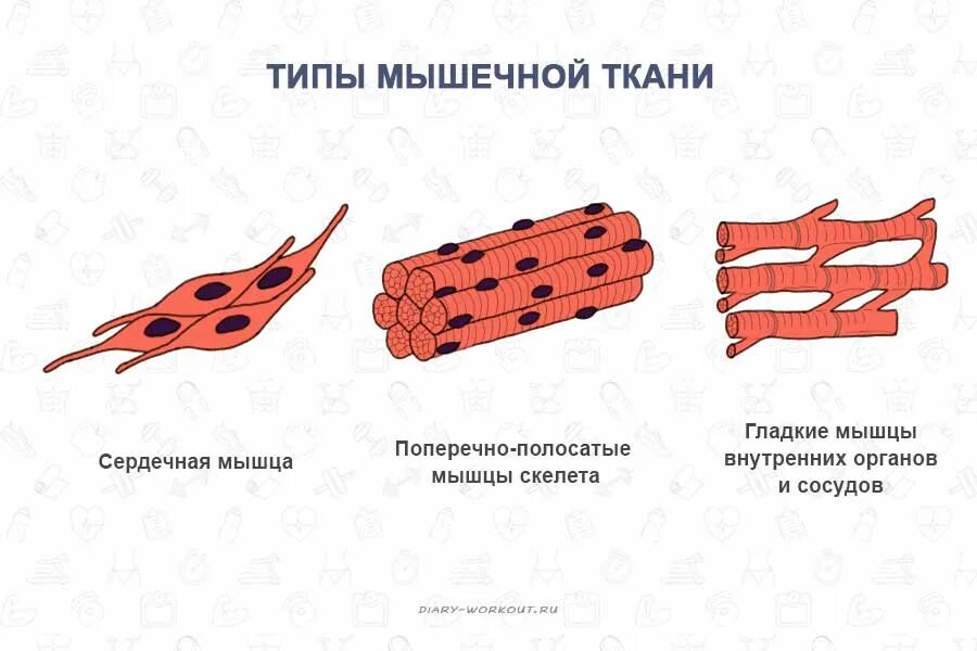 Клетка сердечной поперечно полосатой мышечной ткани. Рисунок клетки мышечной поперечнополосатой ткани. Виды поперечно полосатой мышечной ткани. Поперечно Скелетная мышечная ткань.