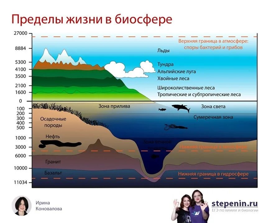 Границы биосферы. Границы жизни. Границы жизни на земле.