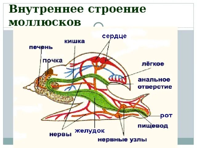 Брюхоногие внутреннее строение рисунок. Внутреннее строение прудовика. Внутреннее строение брюхоногого моллюска. Строение брюхоногого моллюска рисунок. У прудовика печень