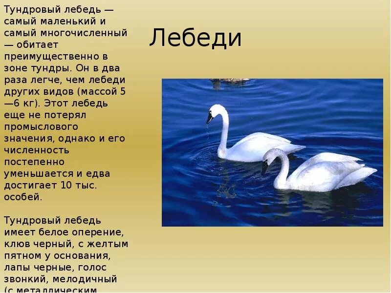 Лебедь мужского рода. Тундровый лебедь красная книга. Малый Тундровый лебедь описание. Доклад о лебеде. Рассказ про лебедя.