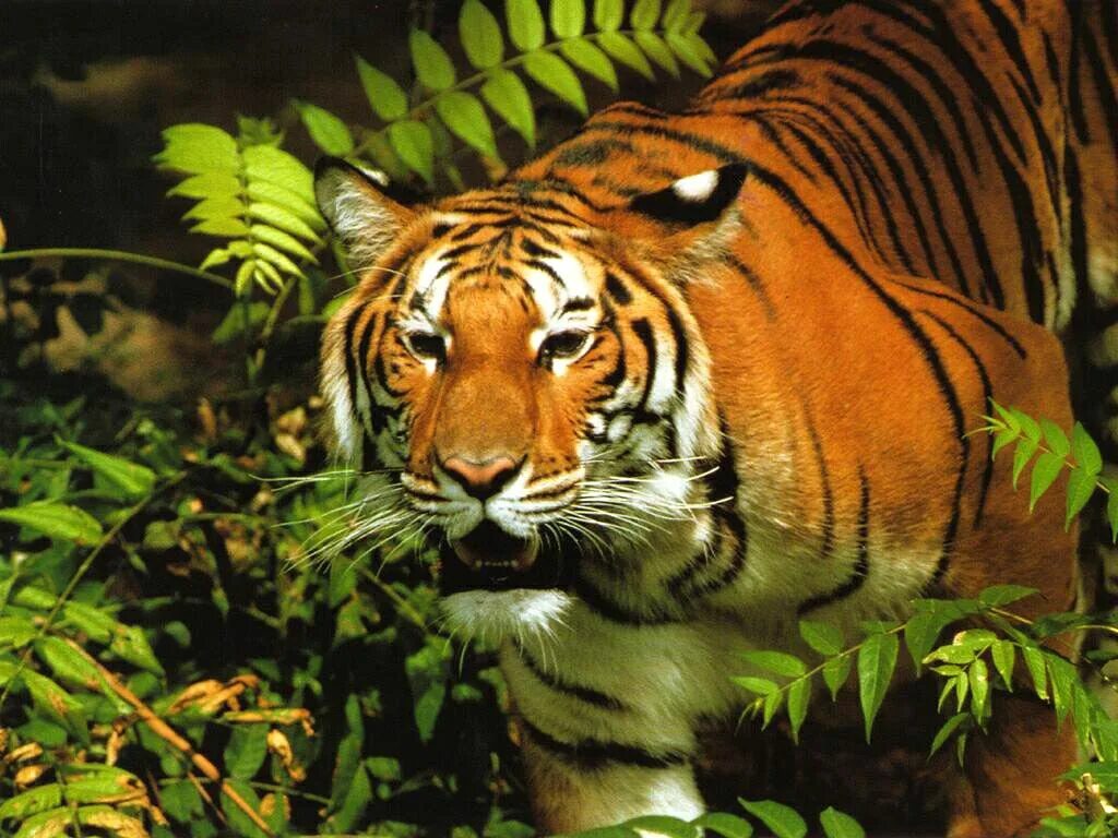 Уссурийская Тайга Амурский тигр. Тайгер тигр в джунглях. Тигр в тропиках. Тропический лес животные. Jungle tiger
