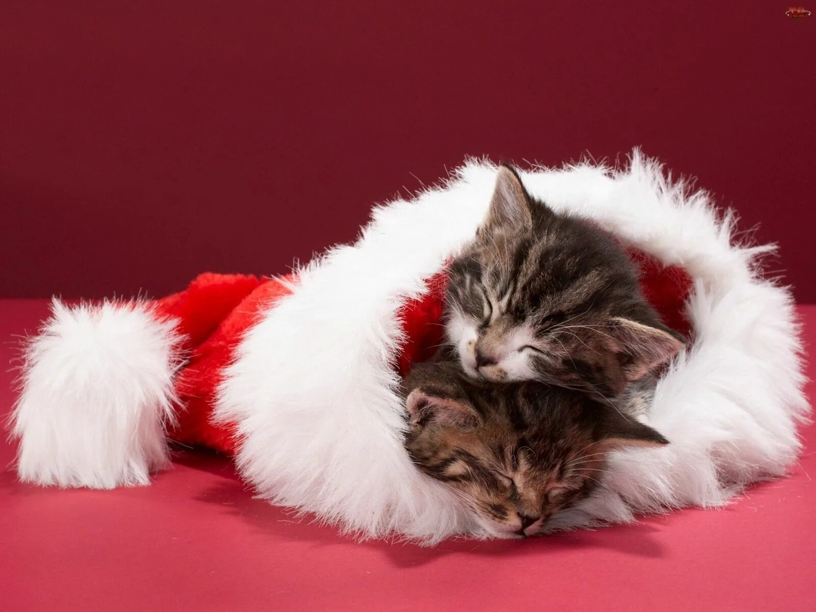 Кот 2 года. Новогодние котята. новогодний кот. котик новогодний спит. новогодние котята маленькие.