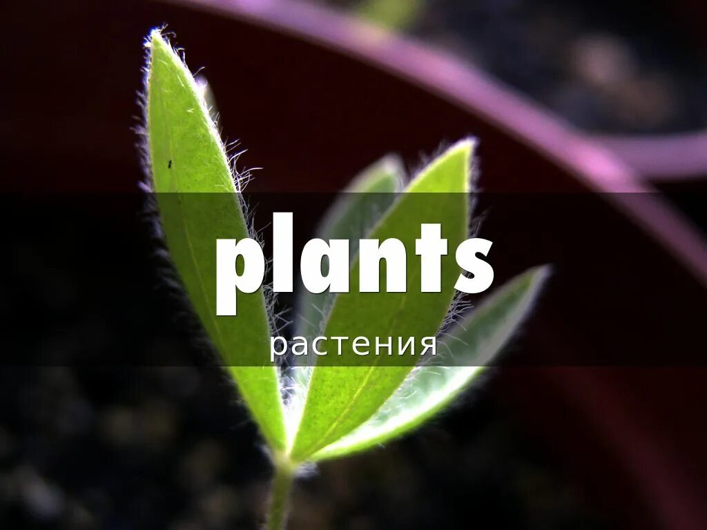 Plants english. Растения надпись. Растения на англ. Растения цветы на английском. Растениями с надписями на английском.