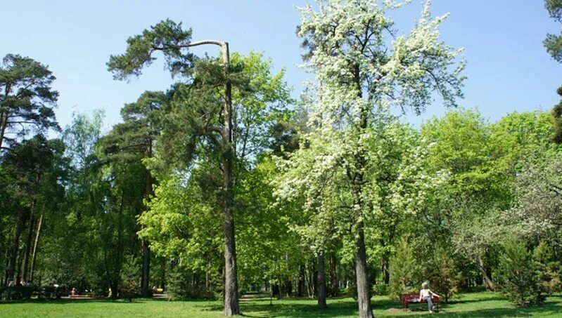 Сосенки царицыно. Парк Сосенки в Царицыно. Парк Сосенки Нахимовский проспект. Парк Сосенки Кантемировская. Парк Сосенки Видное.