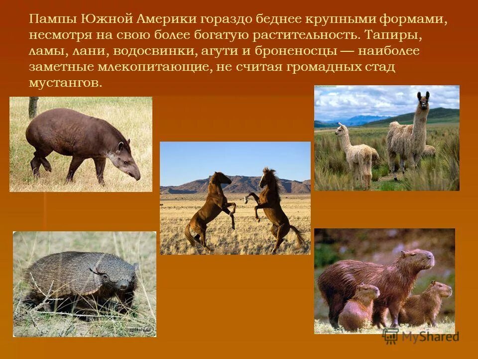 Пампа природная зона южной америки