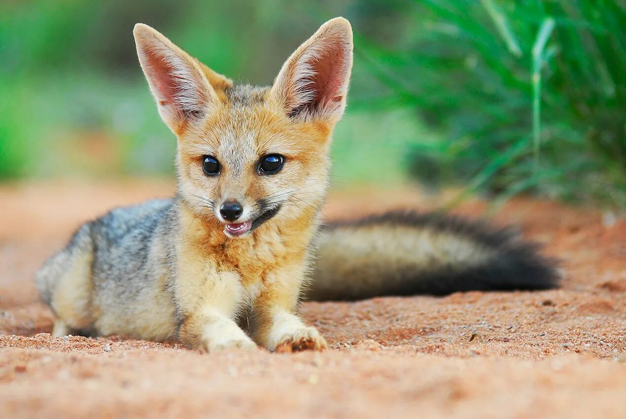 Южноафриканская большеухая лисица. Африканская лисица Vulpes pallida. Кейп Фокс. Афганская лисица (Vulpes Cana).