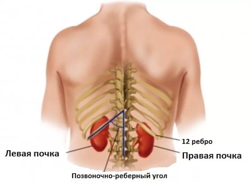 Расположен фото. Где находятся почки сзади. Схема расположения почек у человека. Анатомия человека почки расположение. Анатомия человека сзади почки.