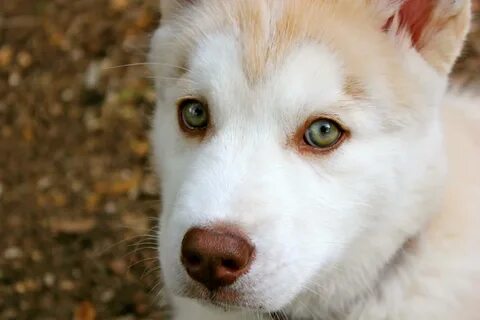 Цвет глаз щенка