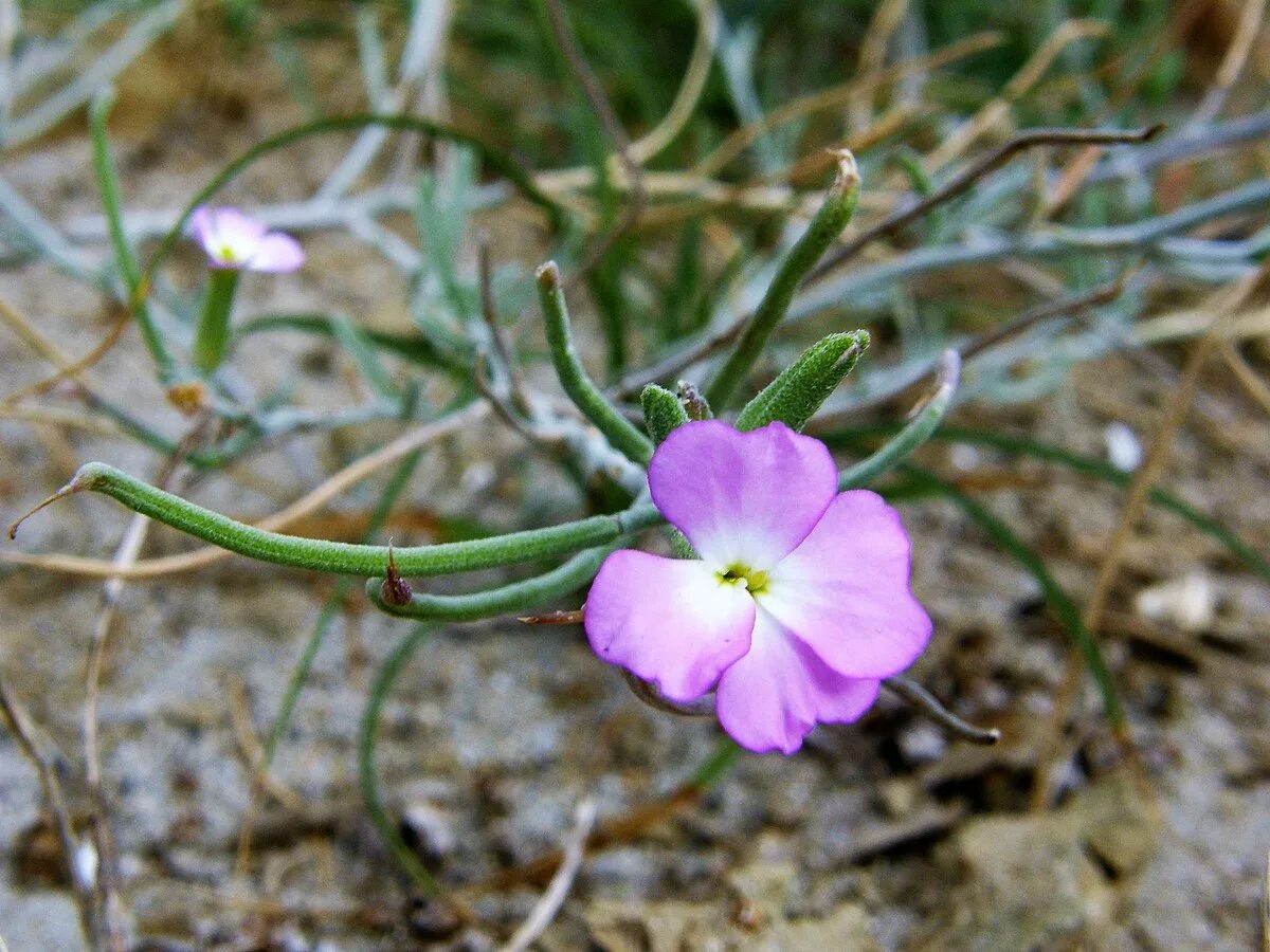 Малькольмия Приморская (Malcolmia maritima)…. Малькольмия Приморская Вирджиния. Malcolmia littorea. Малькольмия Африканская. Малькольмия