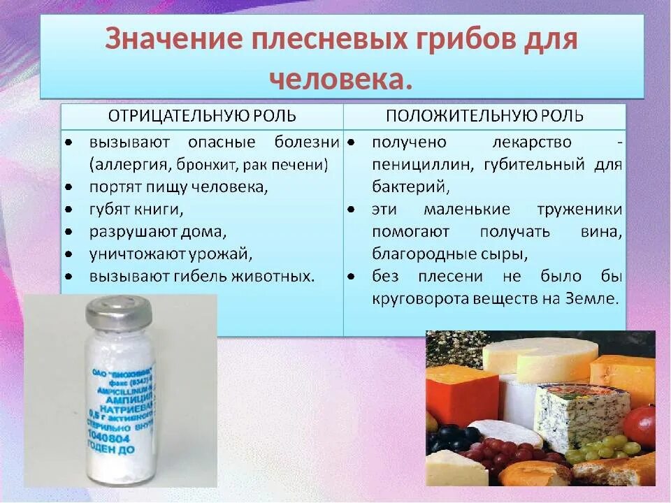 Какое значение дрожжей. Значение плесневых грибов. значение плесневых грибов в природе. значение плесневых грибов для человека. плесневые грибы на человеке.