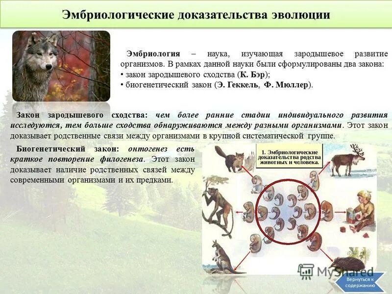 Решающим эмбриологическим доказательством эволюции является - Вопросы и ответы